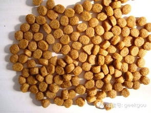 狗狗換糧攻略 你關(guān)心的五個(gè)飼料科常見疑問解答